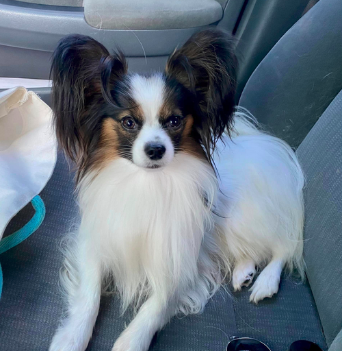 Retired Males — Sablewings Papillons